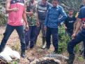 Wow! Ular Piton Berukuran 6 Meter di Tangkap Petugas Damkar, Begini Bentuknya