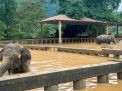 Banjir Besar Landa Thailand, Ribuan Warga Dievakuasi hingga Penampakan Gajah Ikut Terendam