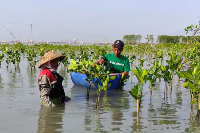 Hari Mangrove Sedunia: LindungiHutan Tekankan Pentingnya Pelestarian Mangrove untuk Masa Depan