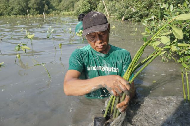 Upaya Pelestarian Lingkungan, LindungiHutan Tanam 183 Ribu Mangrove di Semarang