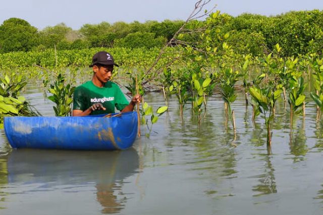 LindungiHutan Rilis Program Mangrove Capital, Bantu Perusahaan Mewujudkan Keuangan Berkelanjutan