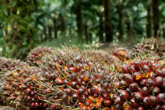 Update Harga TBS Sawit di Jambi yang Merangkak Naik, Berikut Daftar Harga Lengkapnya!