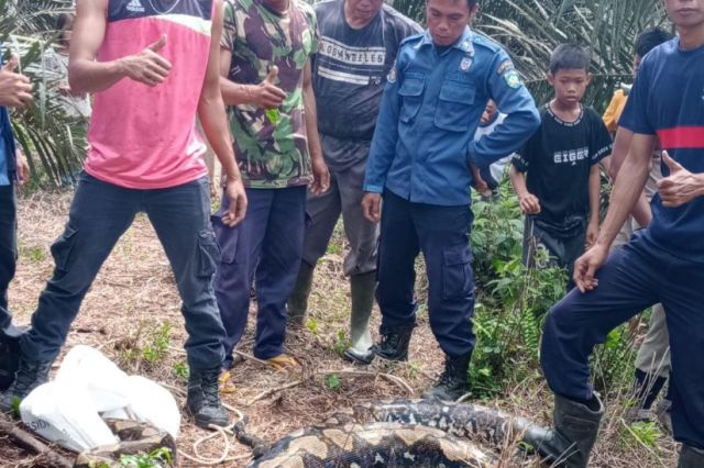 Wow! Ular Piton Berukuran 6 Meter di Tangkap Petugas Damkar, Begini Bentuknya