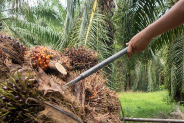 Harga TBS Sawit di Jambi Jeblok Lagi! Simak Rinciannya, Jangan Sampai Ketinggalan!