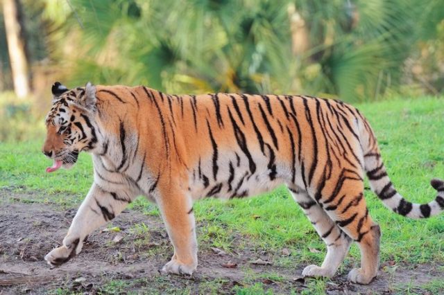 Penasaran! Apakah Harimau Sumatera Benar-benar Muncul di Pelalawan Riau? Klarifikasi BBKSDA