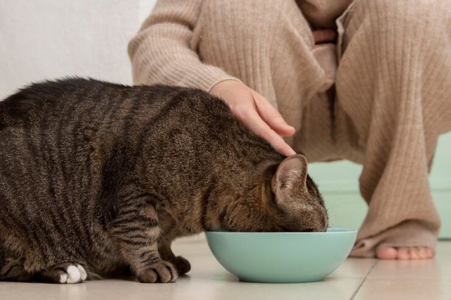 Heboh! Pria di Semarang Mengaku Menyantap 10 Kucing dalam Setahun, Ini Kata Polisi