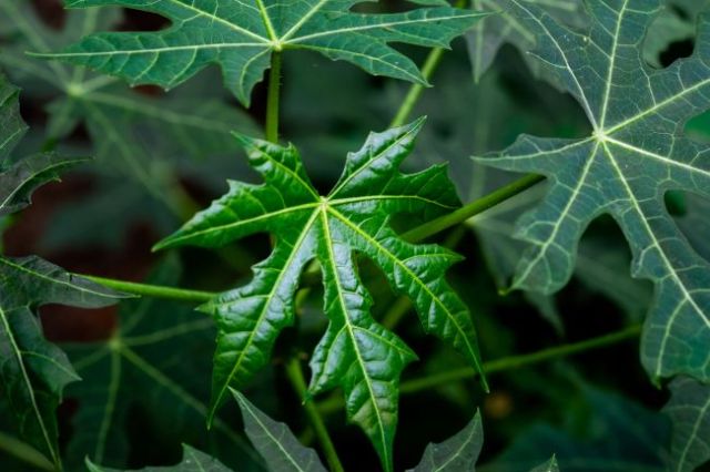 Meski Baik bagi Kesehatan, Kenali Juga Efek Samping Daun Pepaya