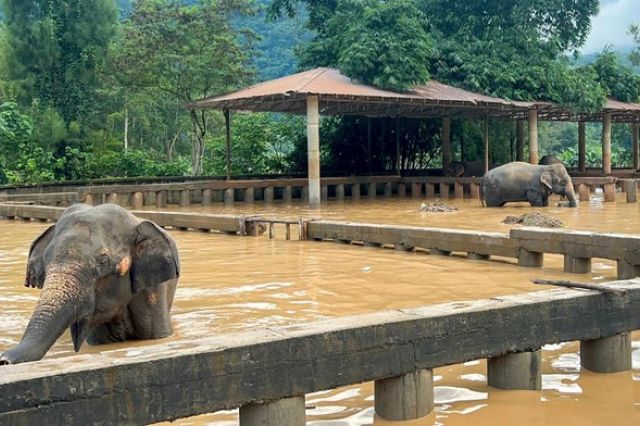 Banjir Besar Landa Thailand, Ribuan Warga Dievakuasi hingga Penampakan Gajah Ikut Terendam