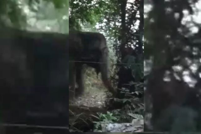 Puluhan Gajah Liar Serbu Kebun Sawit Milik Warga di Tebo, Begini Penampakan Saat Terekam Kamera