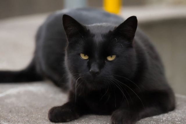 Benarkah Kucing Hitam Membawa Sial? Ini Penjelasan yang Akan Mengejutkan Anda!